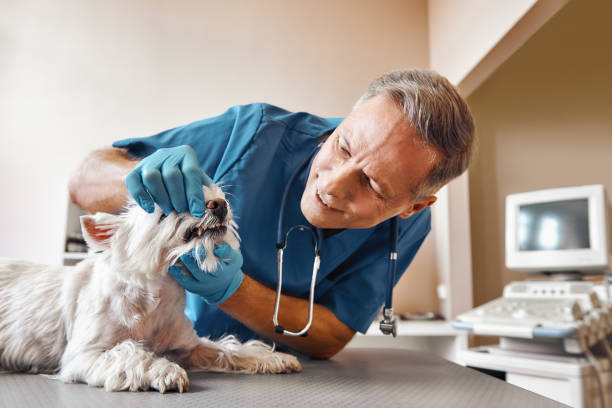 Best Emergency Dental Care for Trauma or Injury in Mount Carmel, OH